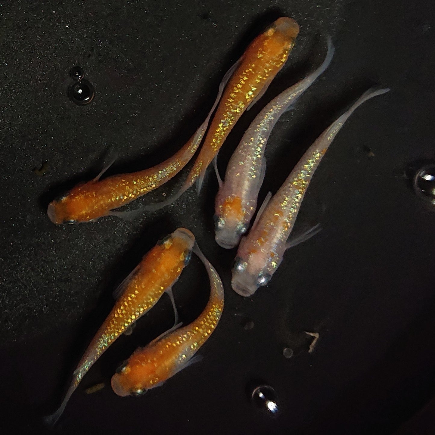 【現物】王華 6匹 オス4メス2 0868