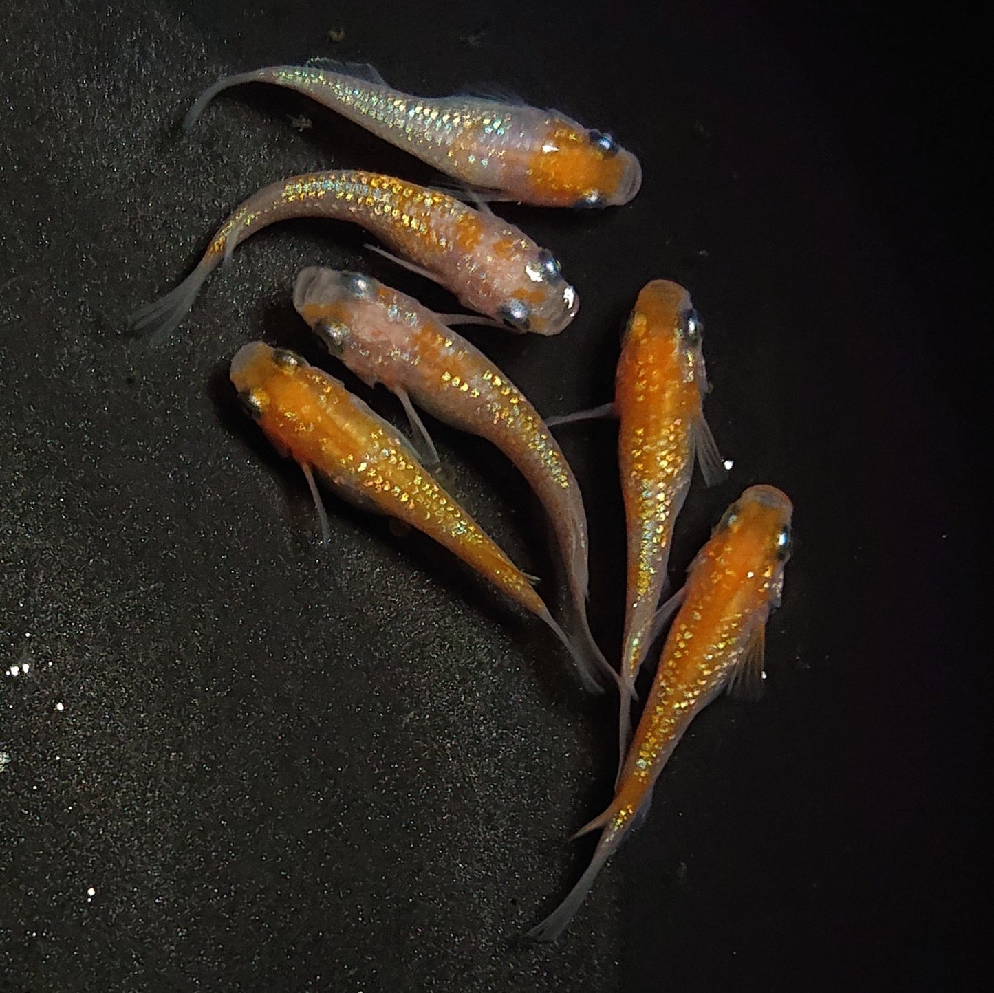 【現物】王華 6匹 オス4メス2 0881