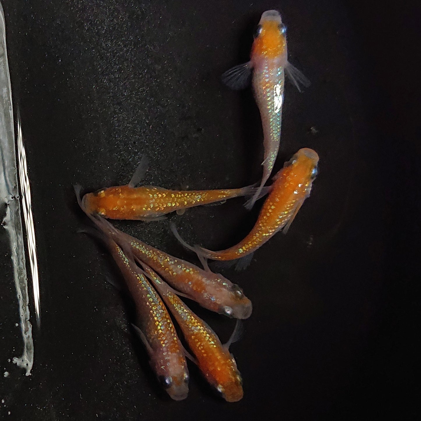 【現物】王華 6匹 オス4メス2 0881