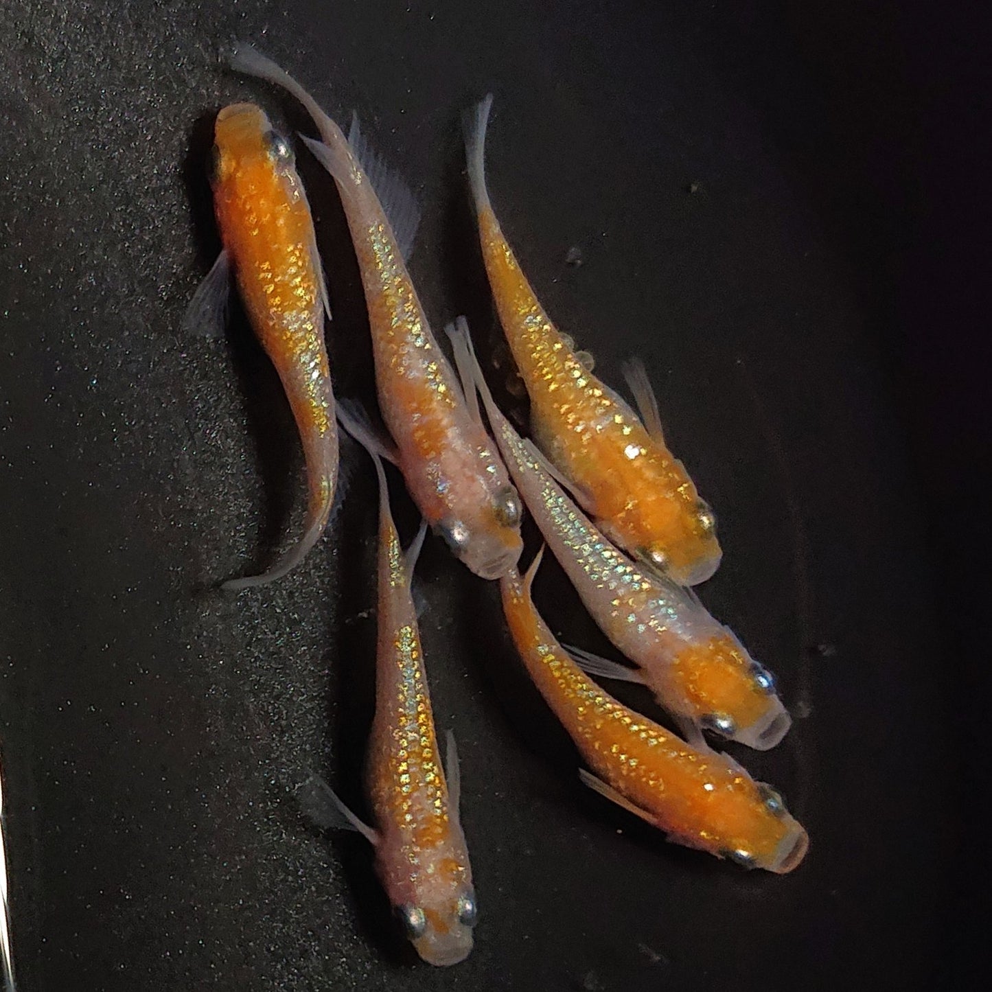 【現物】王華 6匹 オス4メス2 0881