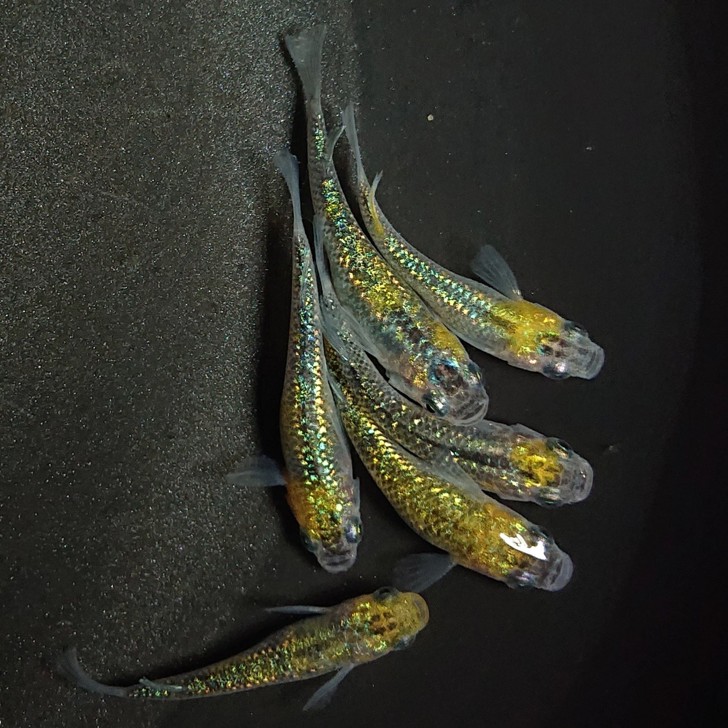 【現物】【上物】鬼ラメ×夜桜ゴールドF6 6匹 オス2メス4 0887