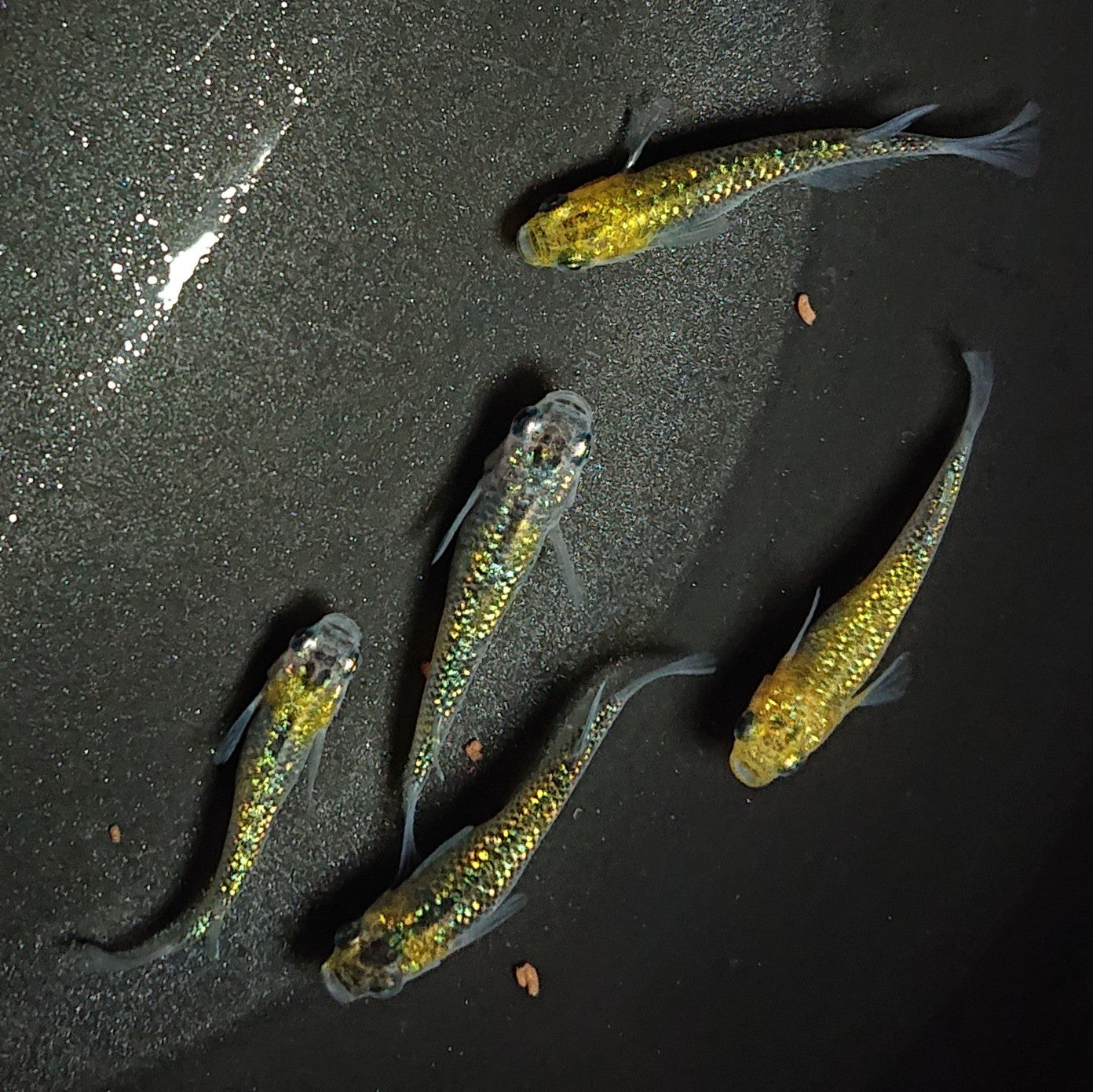 【現物】【上物】鬼ラメ×夜桜ゴールドF6 5匹 オス2メス3 0918
