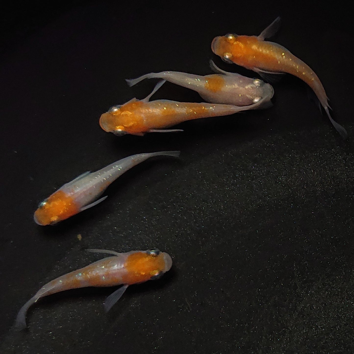 【現物】紅白半だるま 5匹 オス3メス2 0973