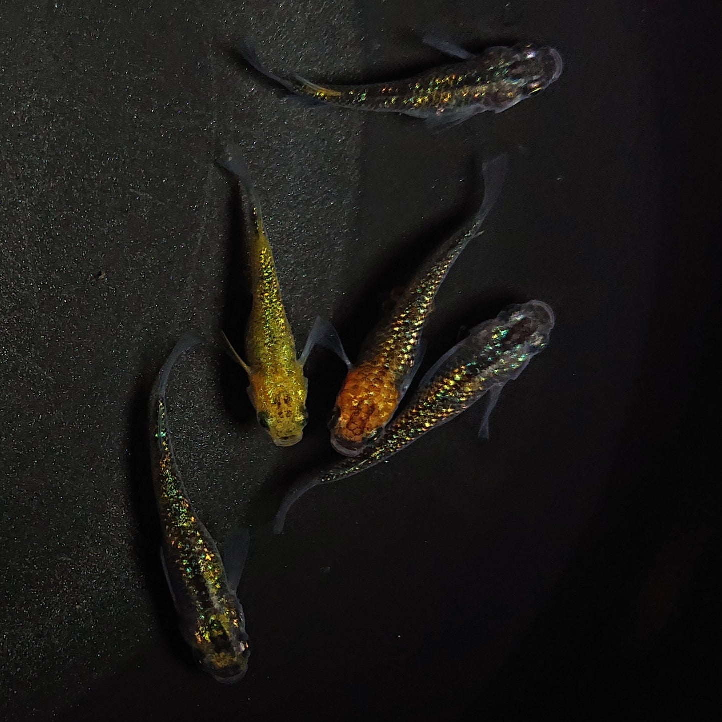 【現物】鬼ラメ×夜桜ゴールドF6 5匹 オス2メス3 0982