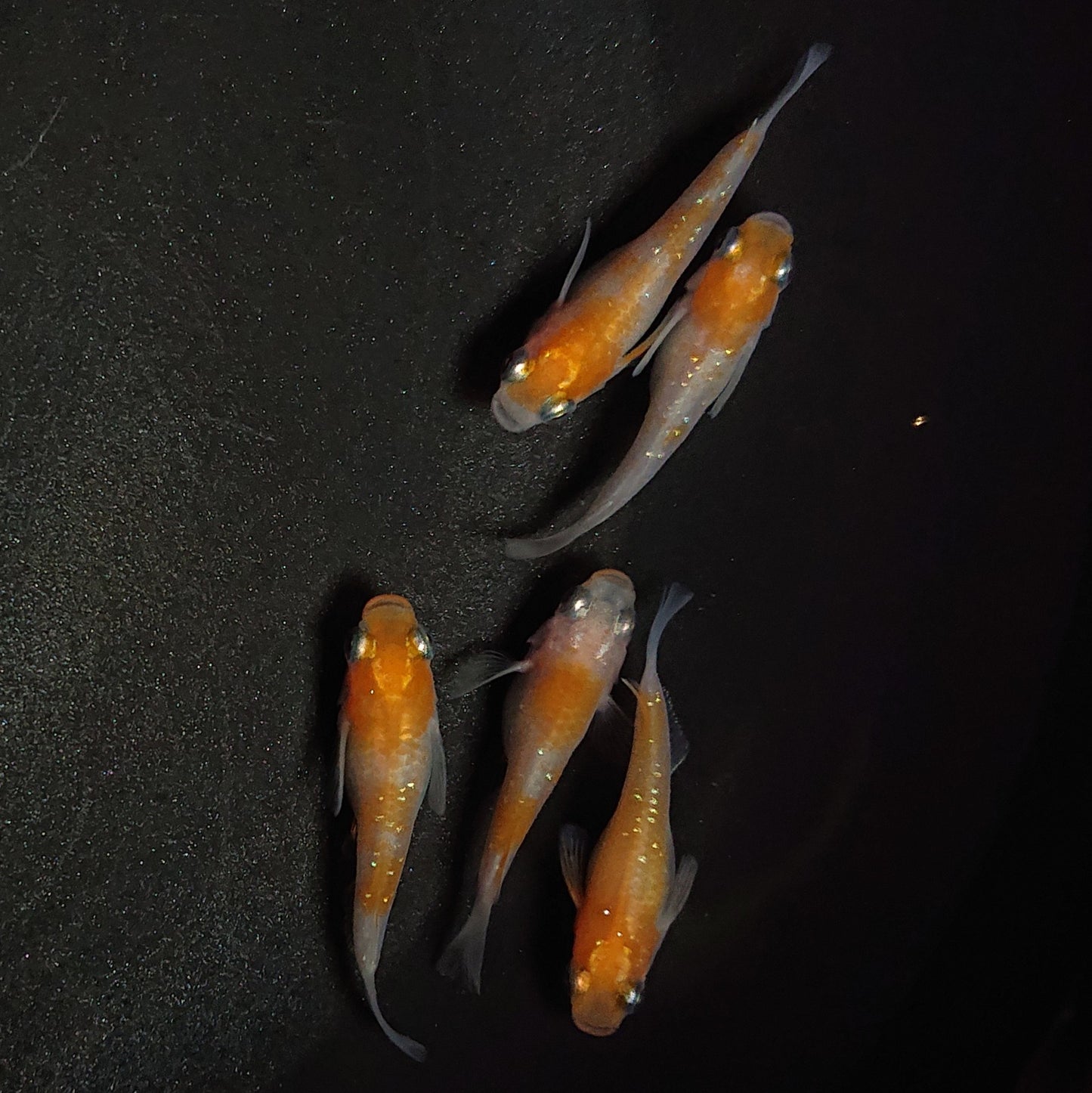 【現物】紅白半だるま 5匹 オス2メス3 0988