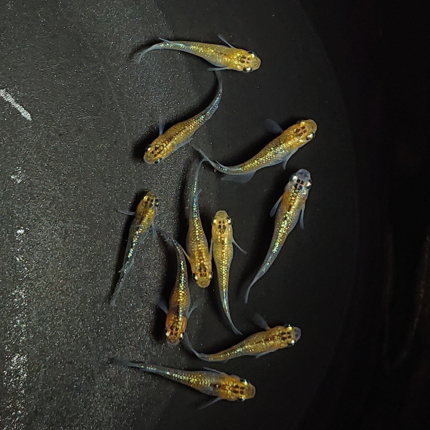 【現物】【現物イベント特価】ユリシス稚魚 10匹+おまけ2匹 1055