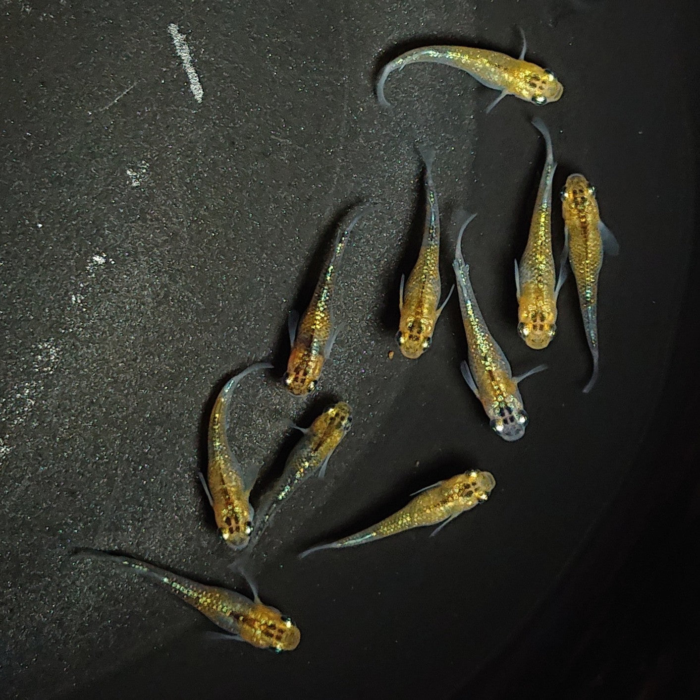 【現物】【現物イベント特価】ユリシス稚魚 10匹+おまけ2匹 1057