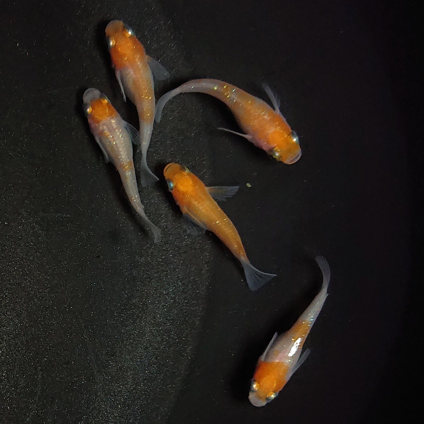 【現物】紅白半だるま 5匹 オス2メス3 1013