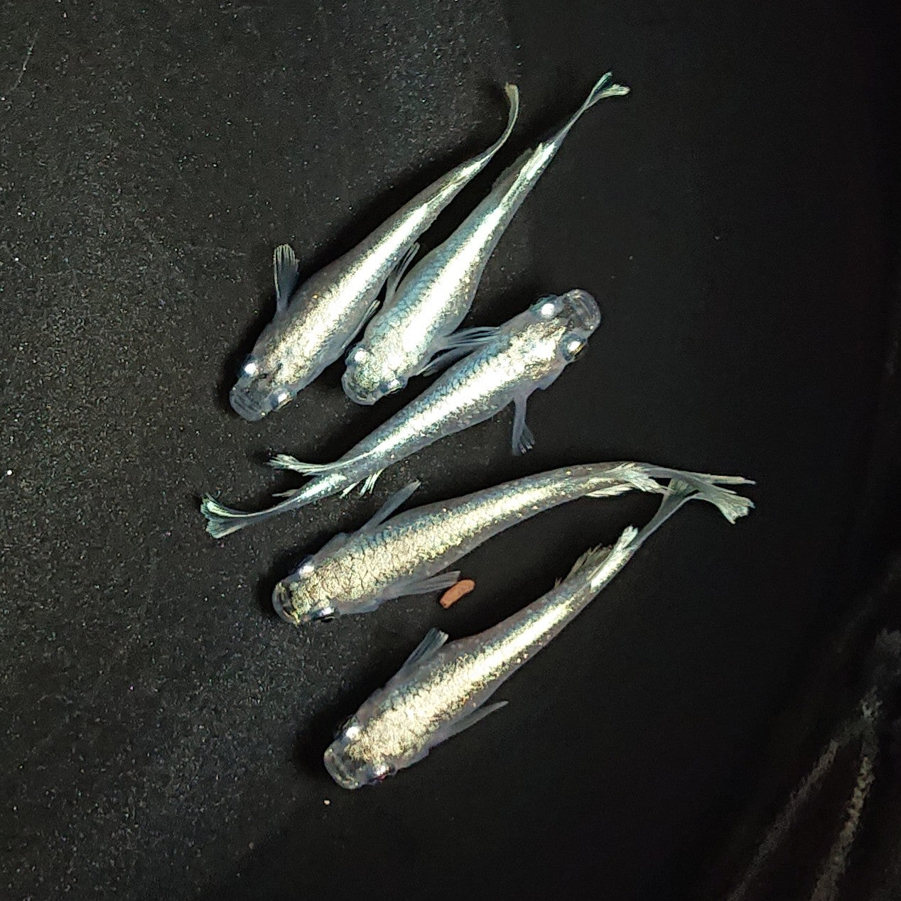 【現物】マリアージュロングフィン 5匹 オス3メス2 1018