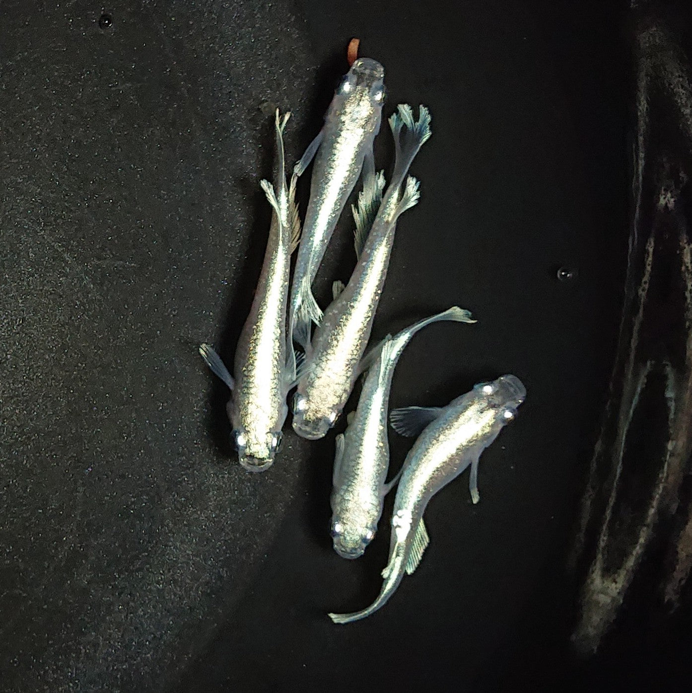 【現物】マリアージュロングフィン 5匹 オス3メス2 1018