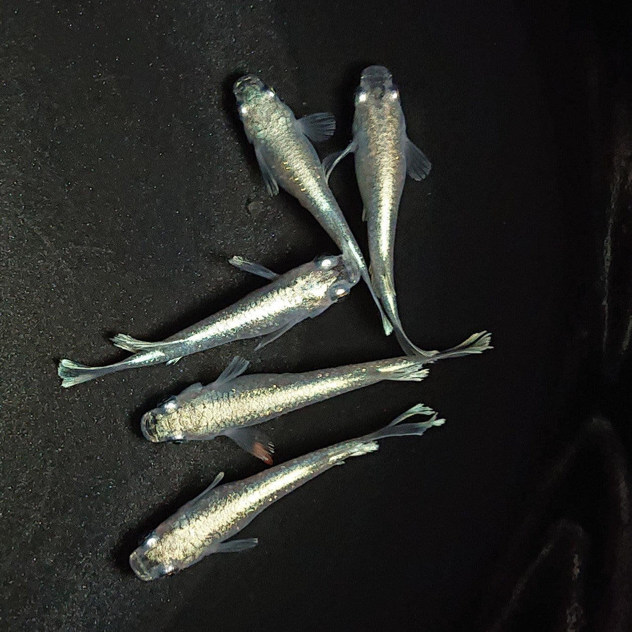 【現物】マリアージュロングフィン 5匹 オス3メス2 1018