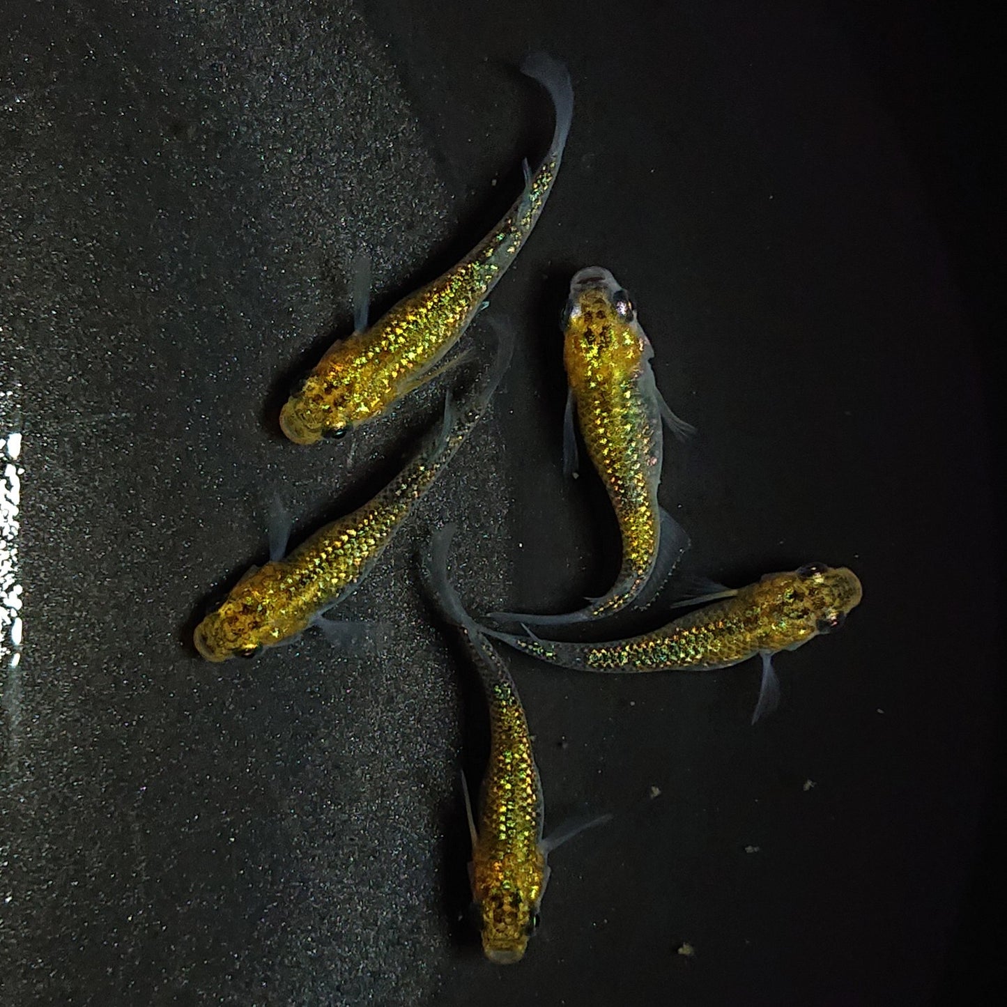 【現物】鬼ラメ×夜桜ゴールドF7 5匹 オス3メス2 1028