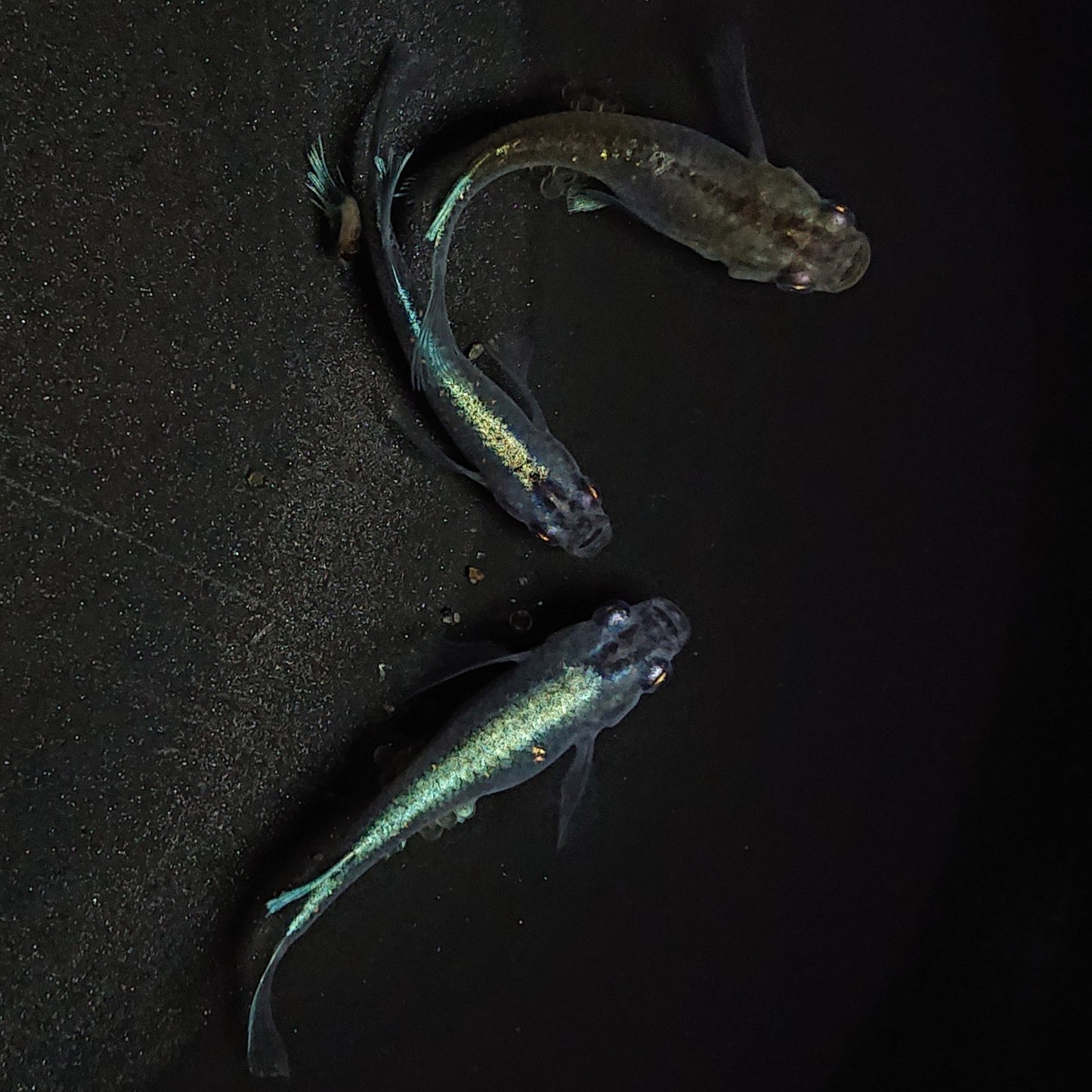 【現物】【NEW】モルフォリアルロングフィン×エメラルドフィン F9 若魚 3匹 オス2メス1 1050
