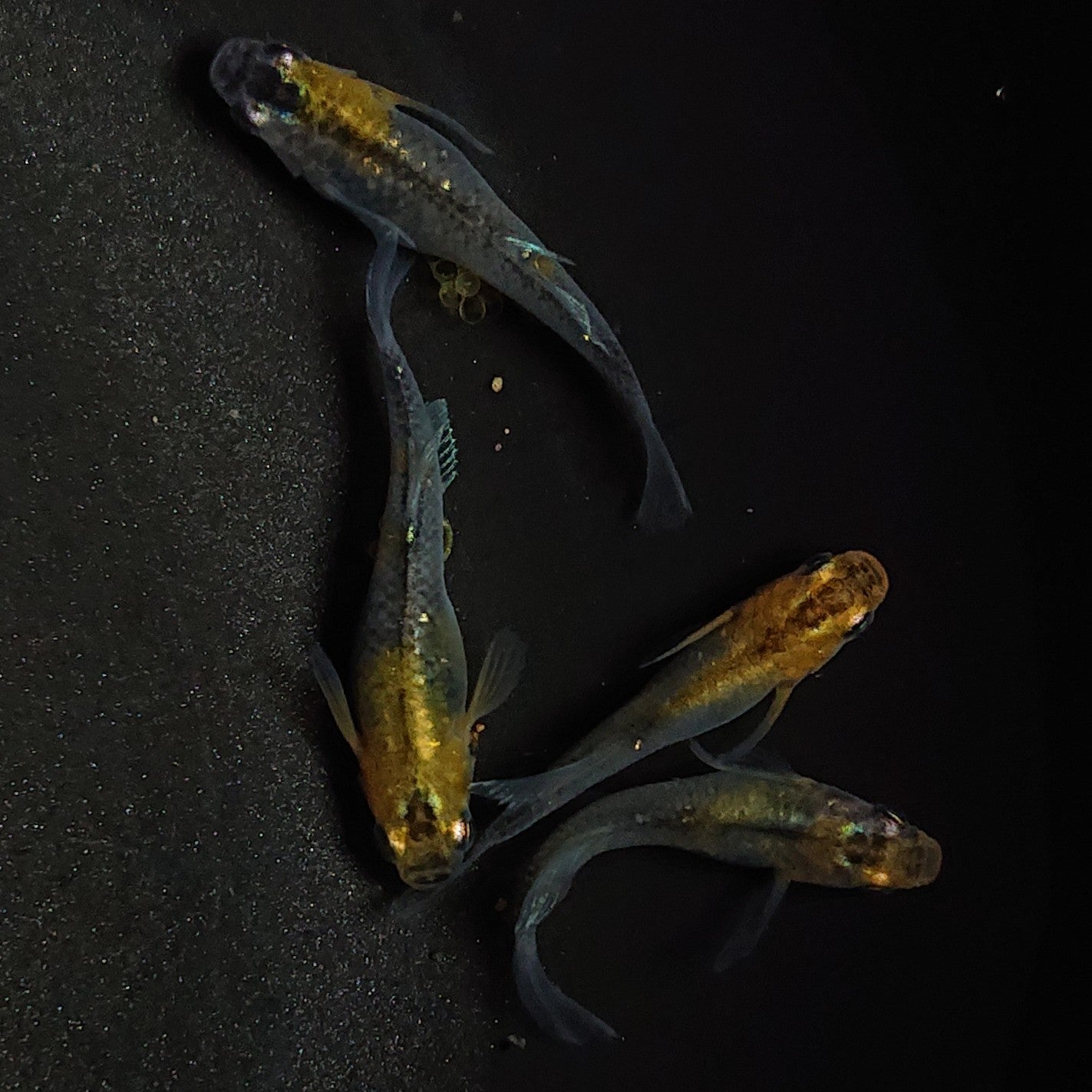 【現物】【NEW】華蓮松井ヒレ長×紅薊 F5 若魚 2ペア 1048