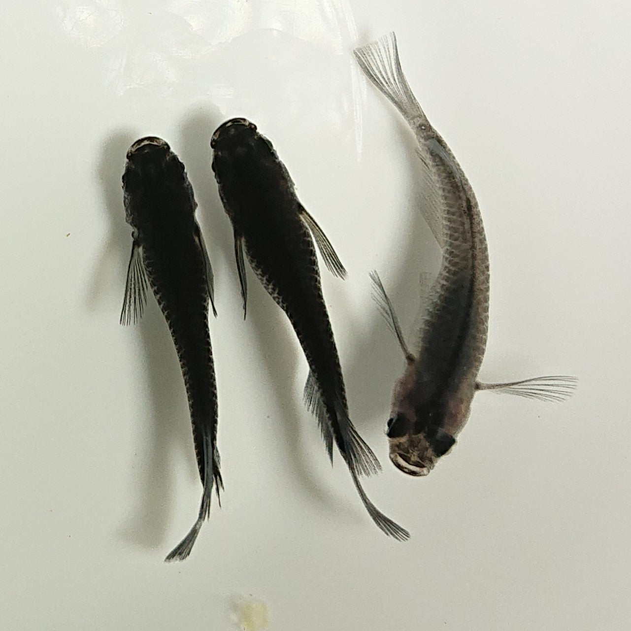 【現物】【NEW】黒龍リアルロングフィン 若魚　3匹　オス2メス1　1049