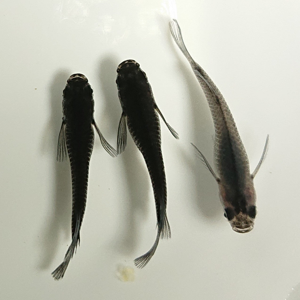 【現物】【NEW】黒龍リアルロングフィン 若魚 3匹 オス2メス1 1049