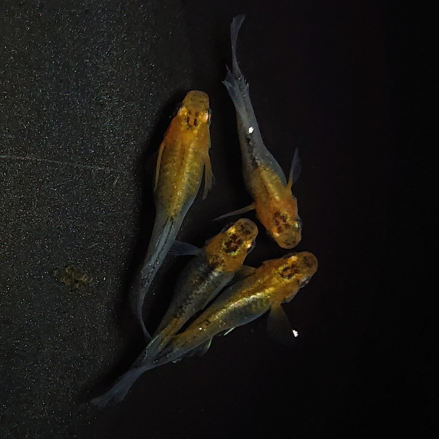 【現物】華蓮松井ヒレ長×紅薊 F5 若魚 4匹 オス1メス3 1060
