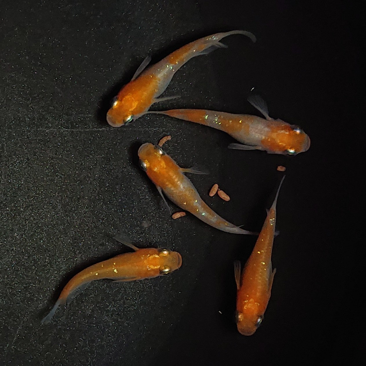 【現物】紅白半だるま 5匹 オス2メス3 1068