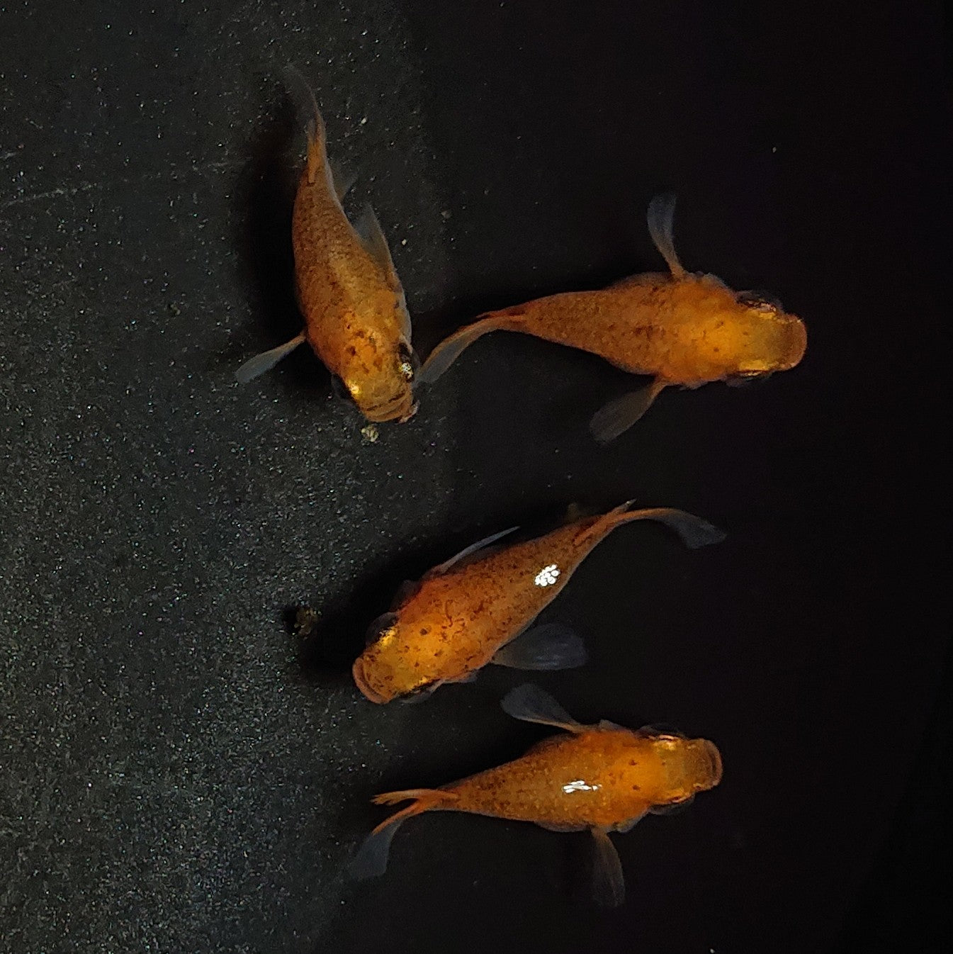 【現物】紅薊本だるま 若魚 2ペア 1072