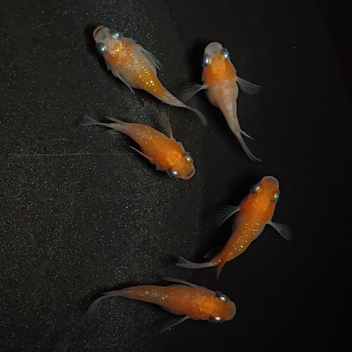 【現物】紅白本だるま 5匹 オス4メス1 1075