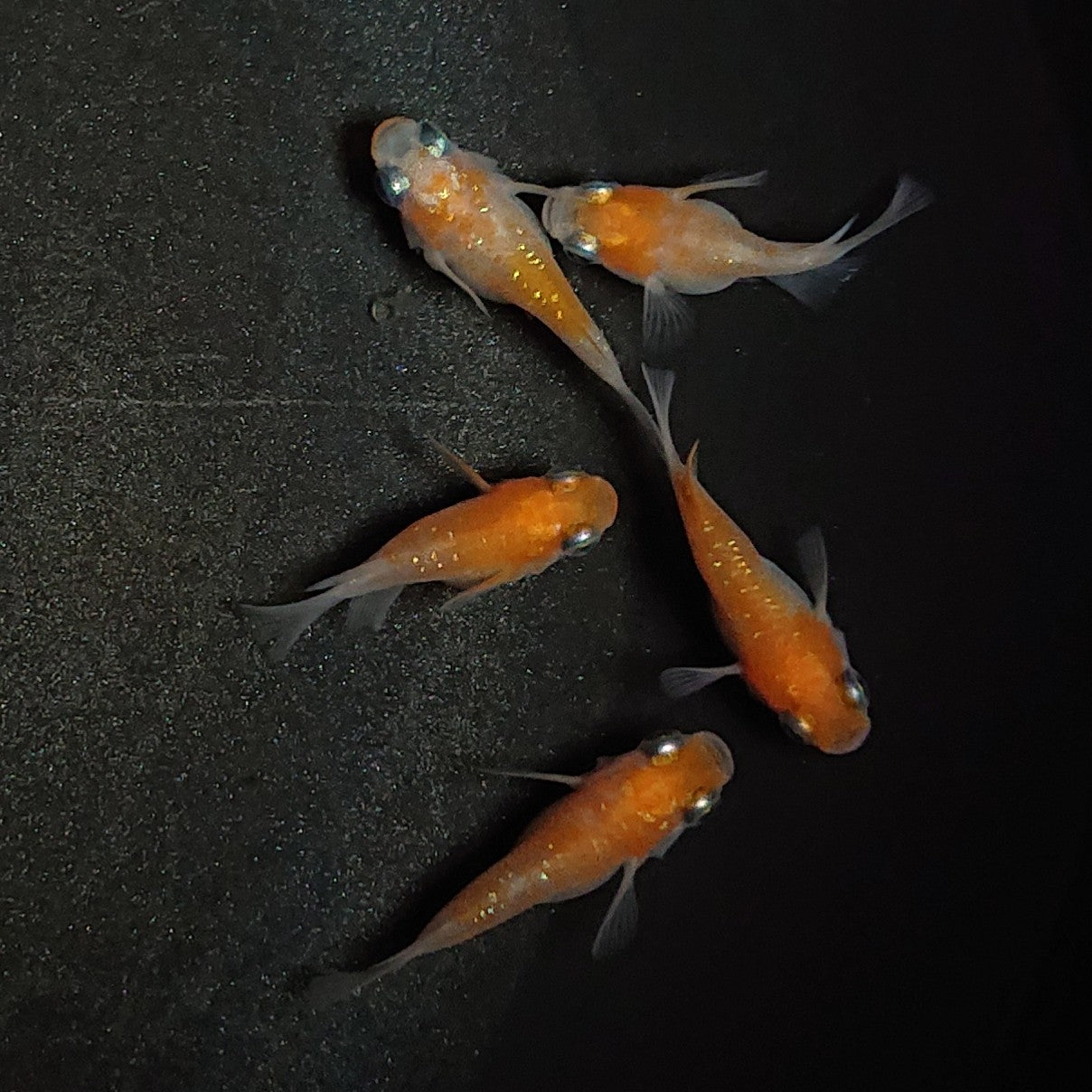 【現物】紅白本だるま 5匹 オス4メス1 1075