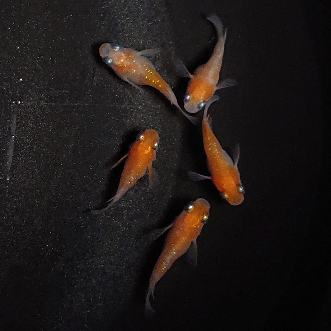 【現物】紅白本だるま 5匹 オス4メス1 1075