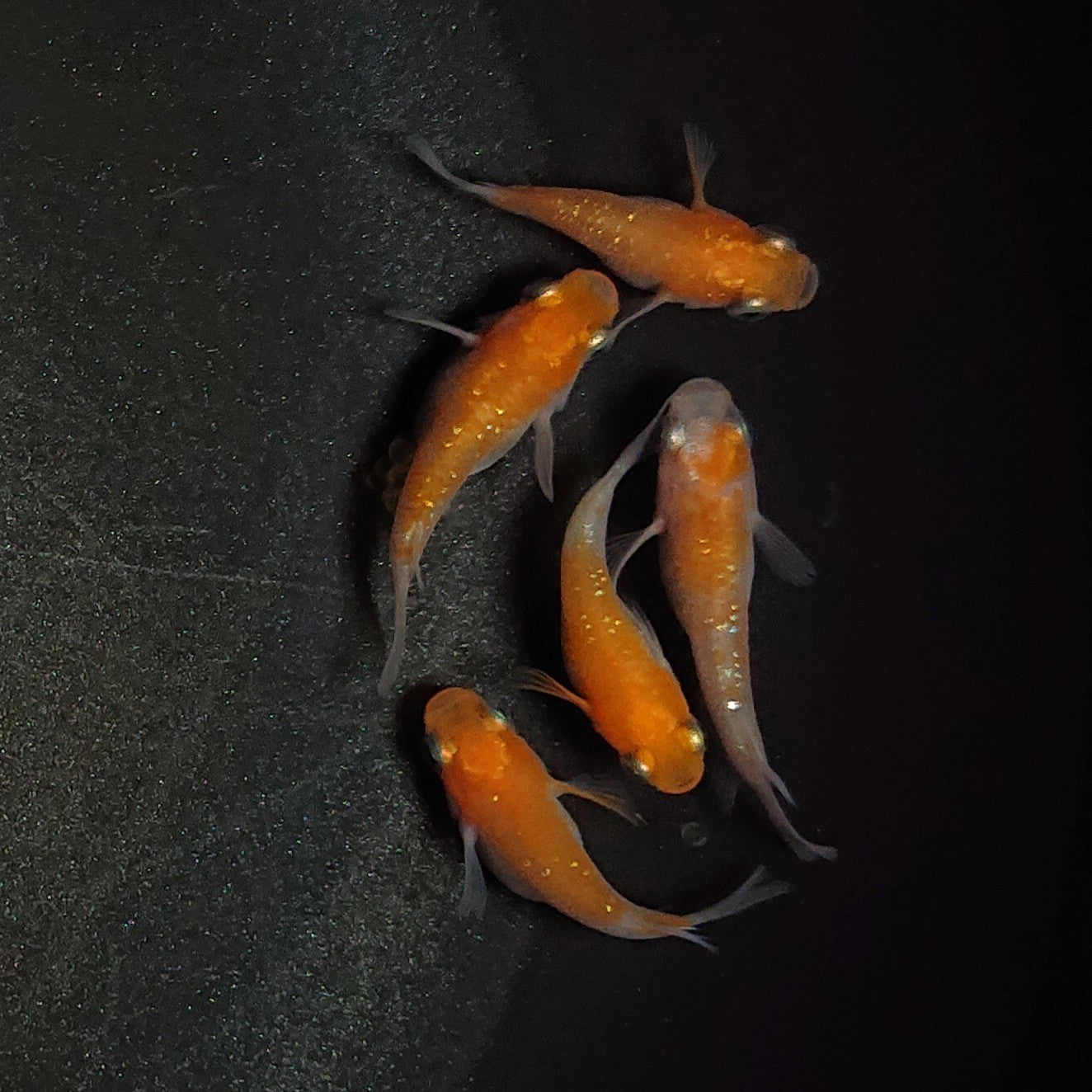 【現物】紅白本だるま 5匹 オス3メス2 1093