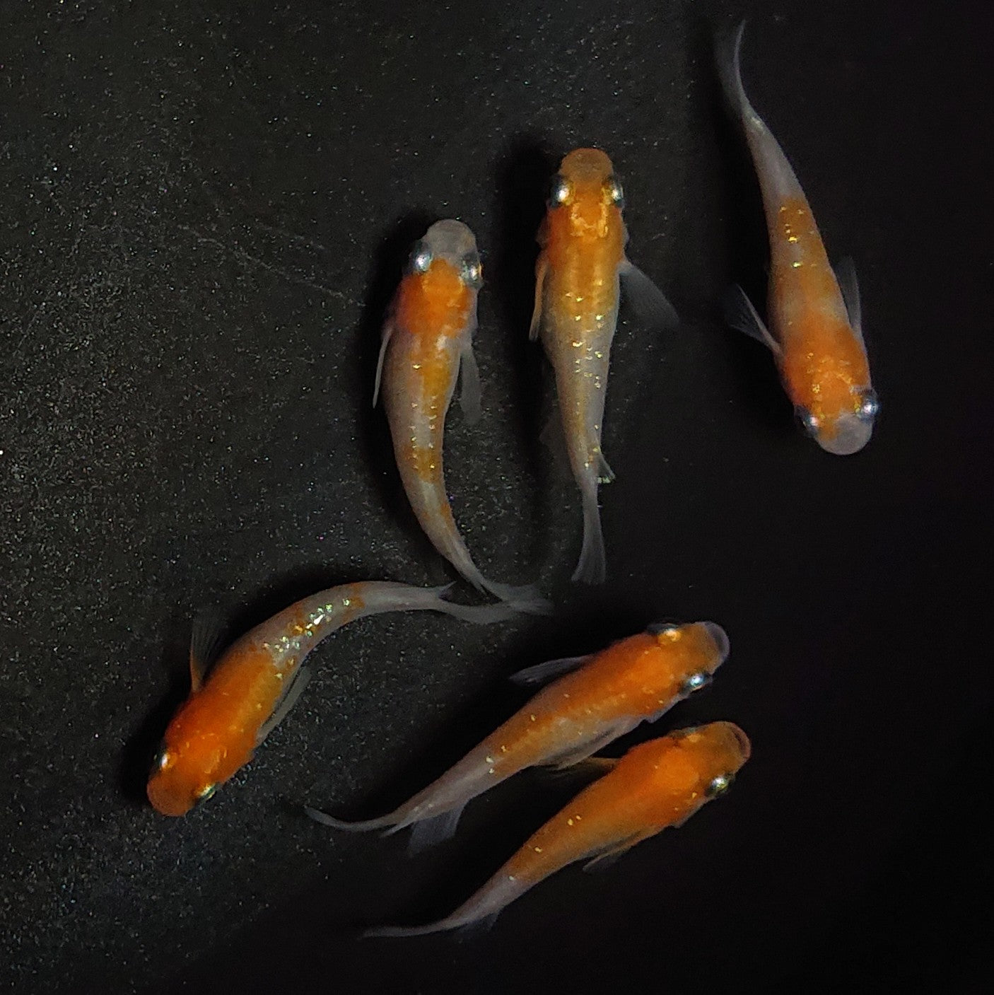 【現物】紅白半だるま 6匹 オス4メス2 1102