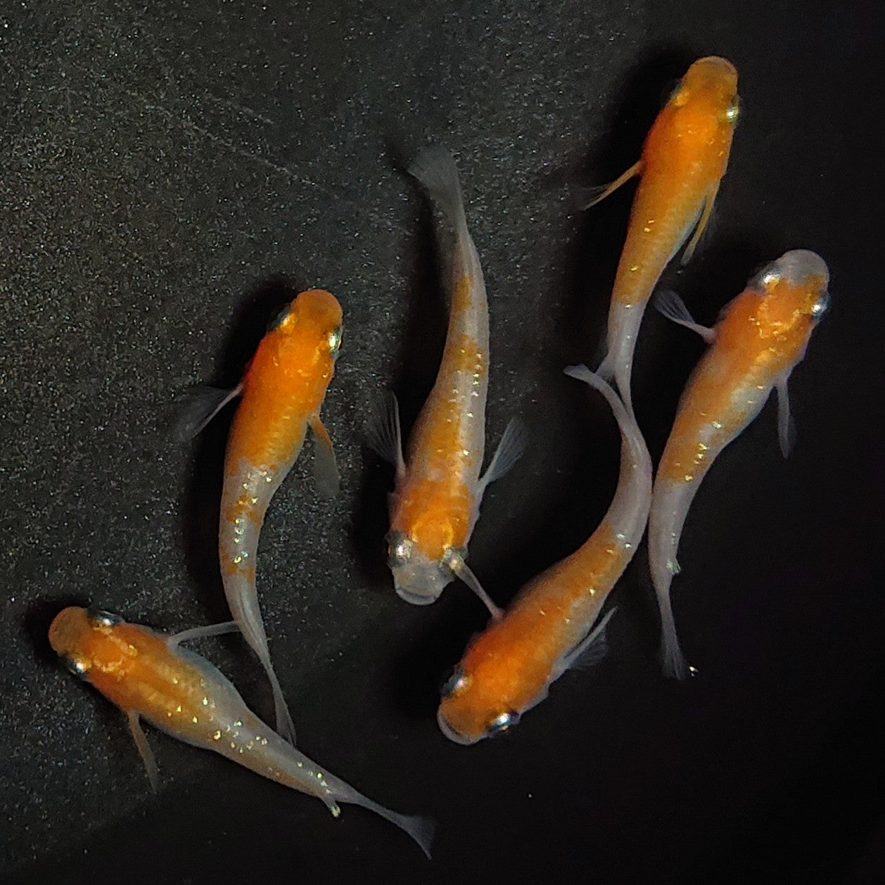 【現物】紅白半だるま 6匹 オス4メス2 1102