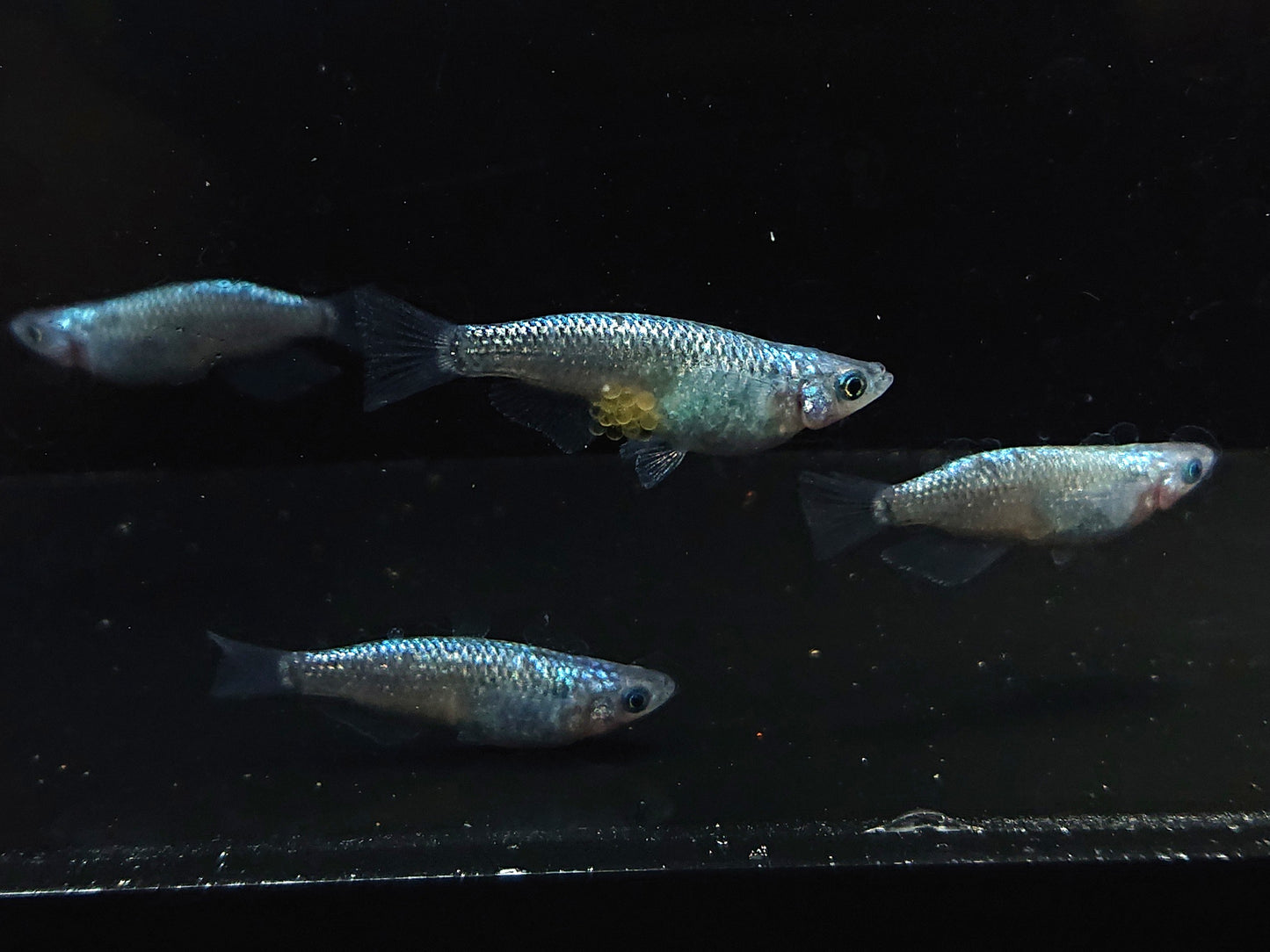 【現物】【上物】サファイア背ビレ無し 2ペア 1112