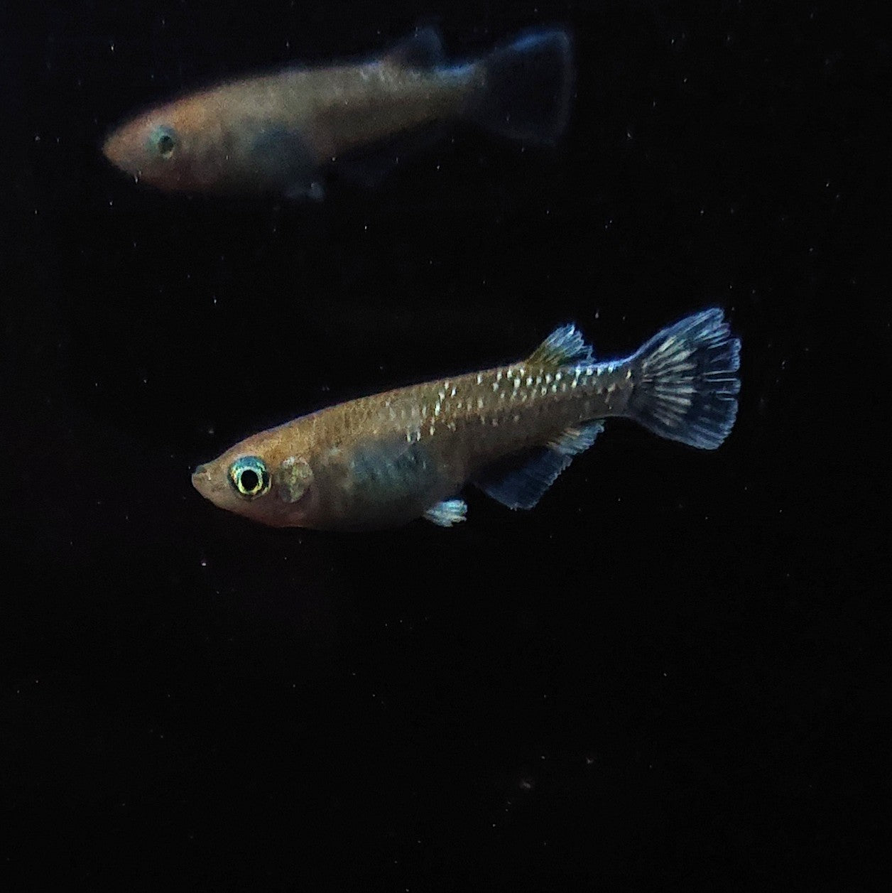 【現物】アルテミス 若魚 4匹 オス1メス3 Azumaめだか様純血統F1 1104