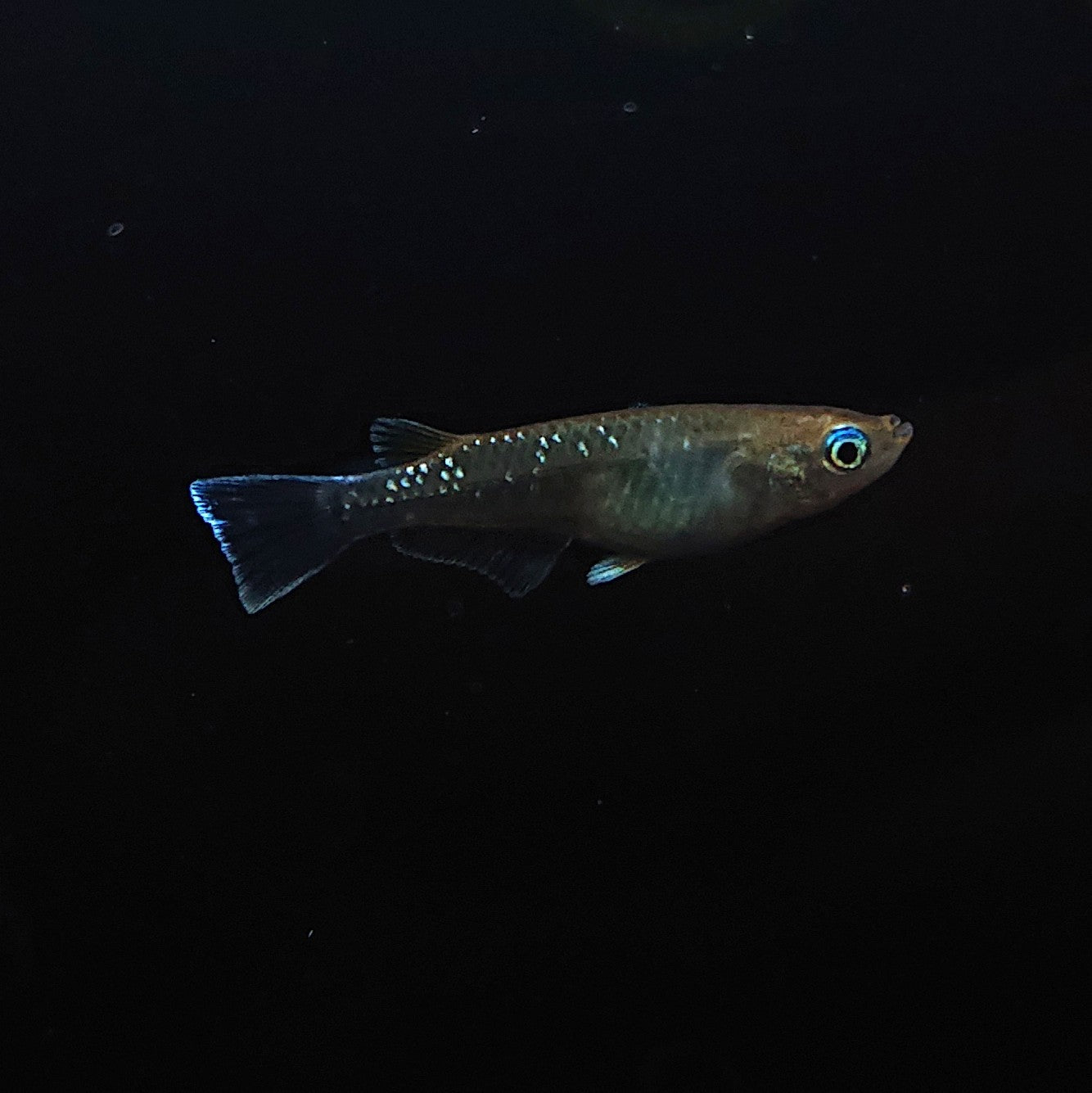 【現物】【上物】アルテミス 若魚 4匹 オス1メス3 Azumaめだか様純血統F1 1109