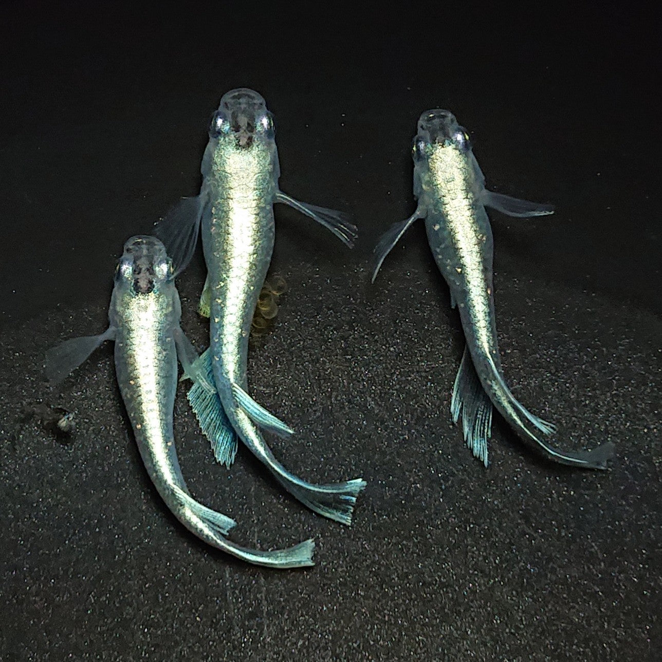 【現物】モルフォリアルロングフィン×垂水ロングフィン F9 若魚 オス1メス2 1122