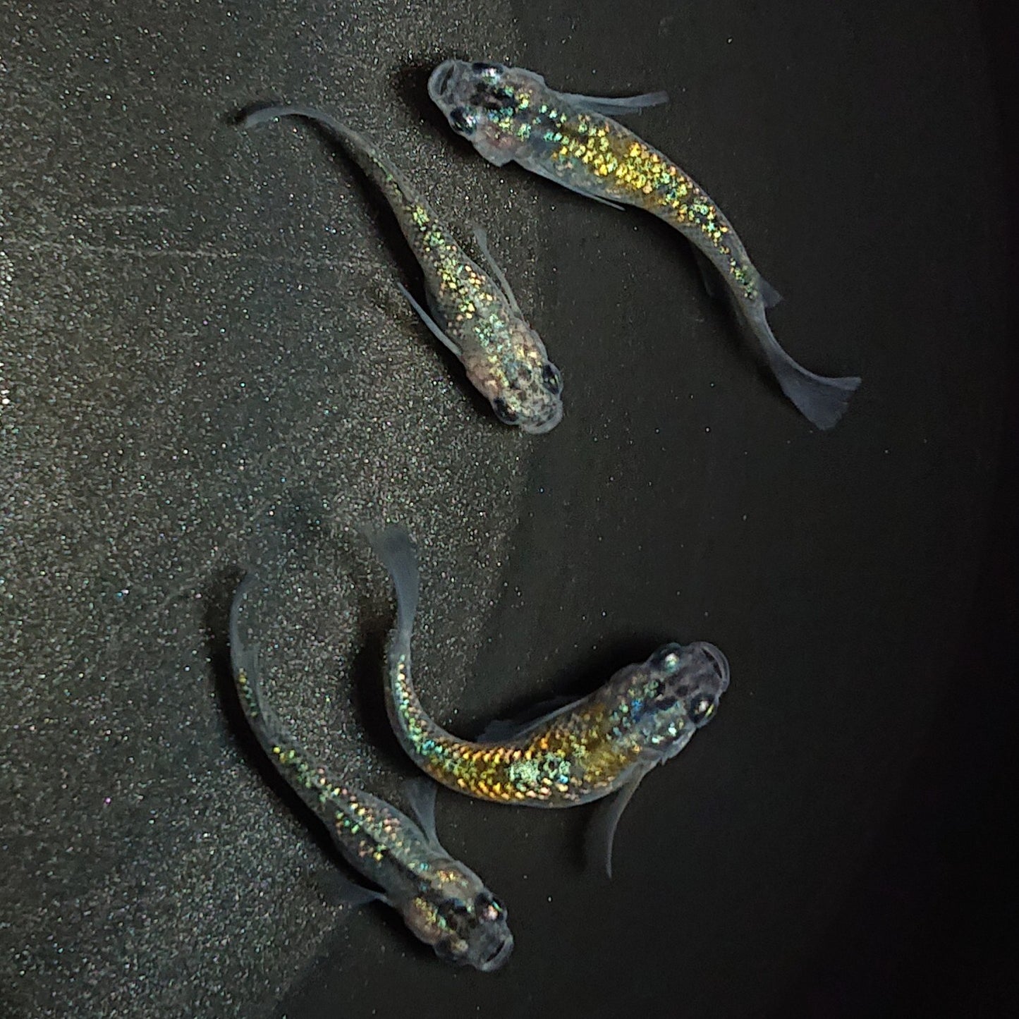 【現物】サボラメリアルロングフィン 青ラメタイプ 4匹 オス1メス3 1120