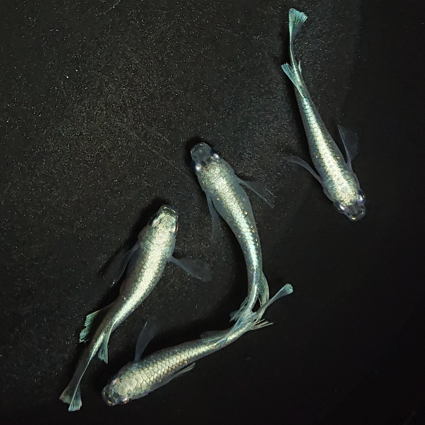 【現物】モルフォリアルロングフィン×垂水ロングフィン F9 若魚 2ペア 1147