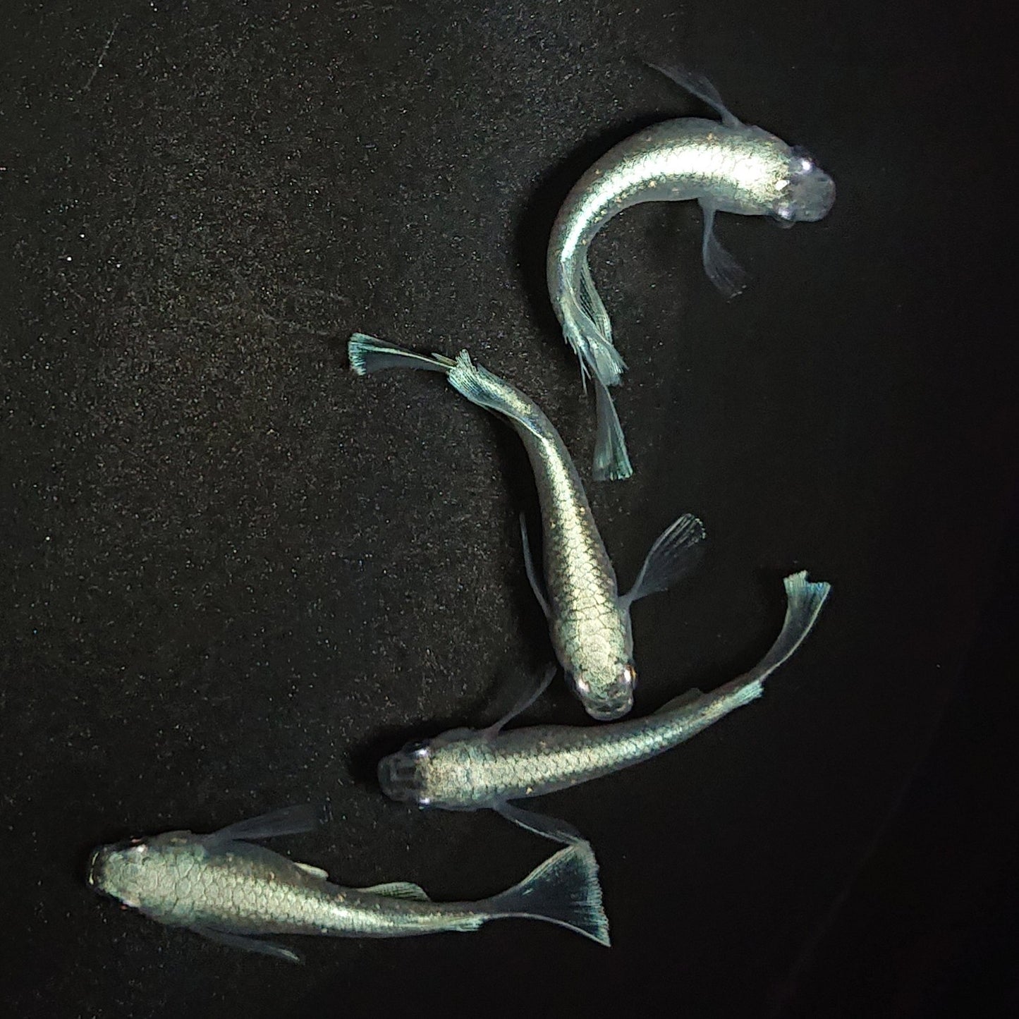 【現物】モルフォリアルロングフィン×垂水ロングフィン F9 若魚 2ペア 1147