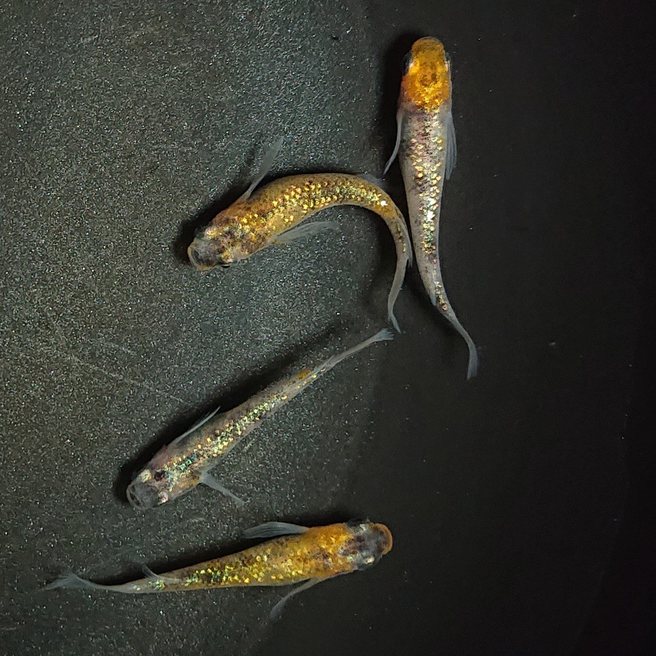 【現物】【上物】三色ラメ松井ヒレ長 若魚 2ペア 1148