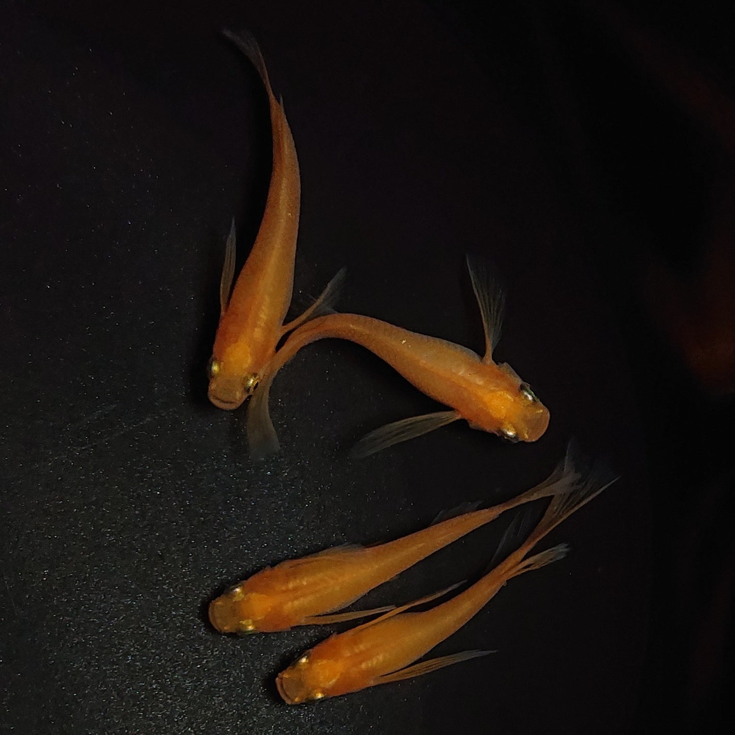 【現物】紅帝リアルロングフィン 若魚 2ペア 1168