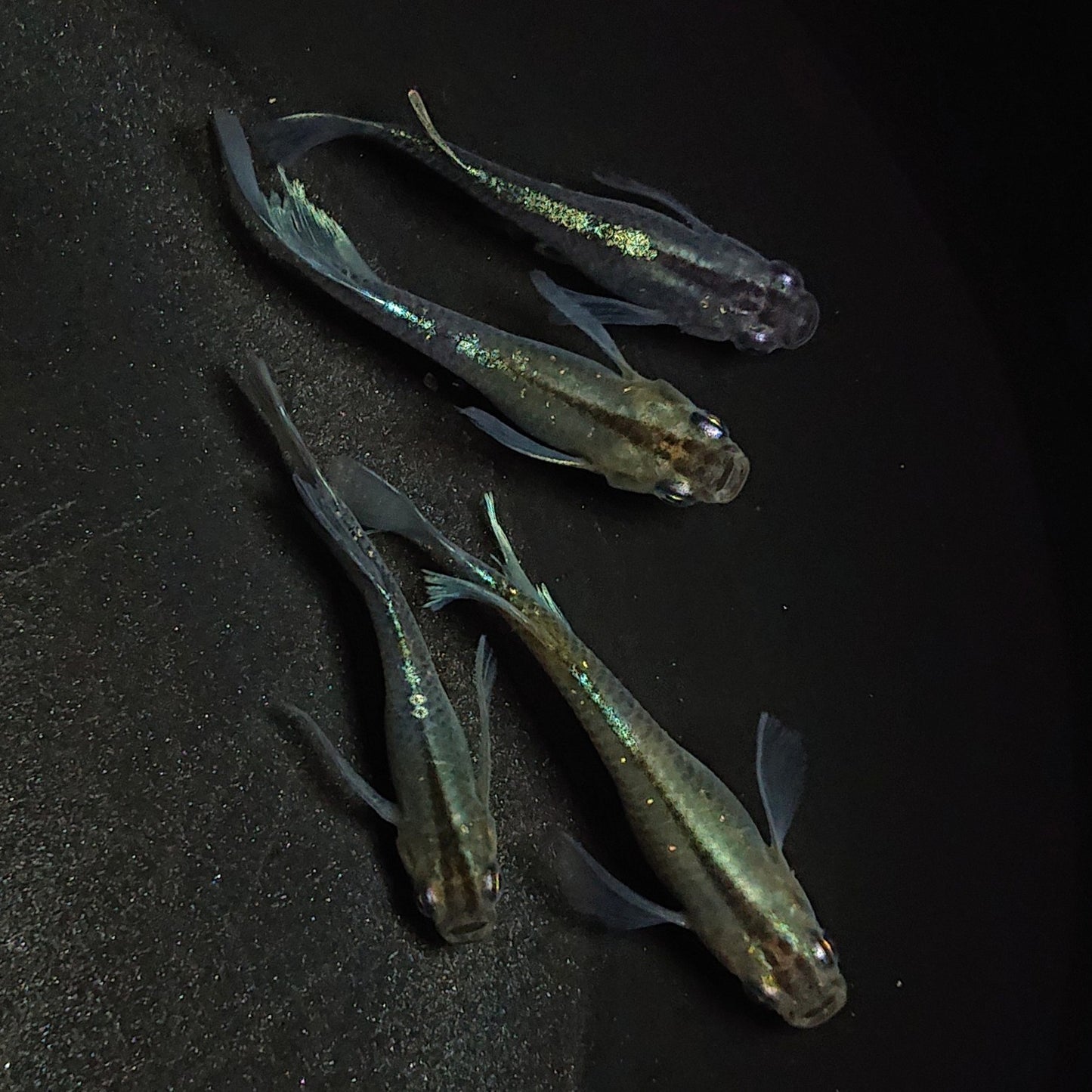 【現物】モルフォリアルロングフィン×エメラルドフィン F9 若魚 4匹 オス3メス1 1156
