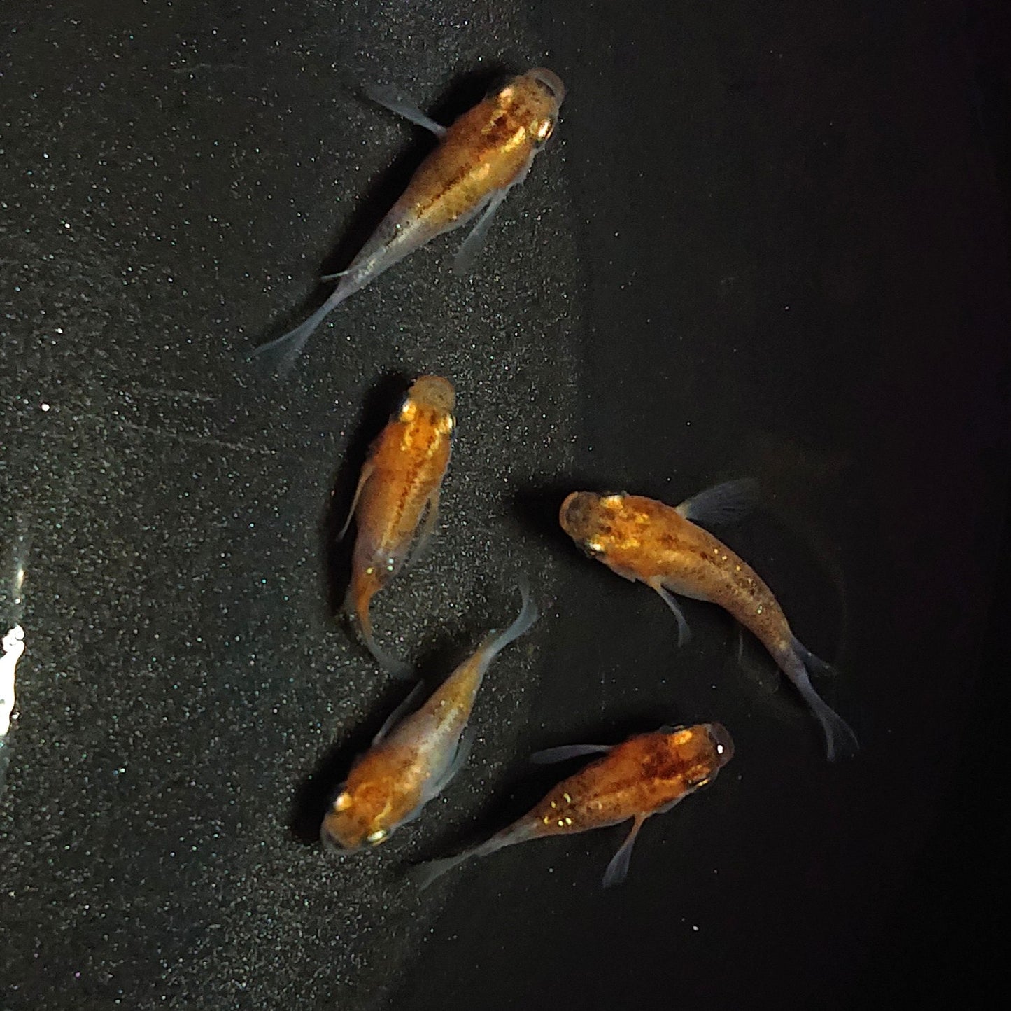 【現物】三色本だるま 若魚 5匹 オス2メス3 1166