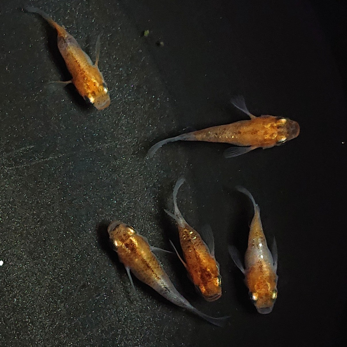 【現物】三色本だるま 若魚 5匹 オス2メス3 1166
