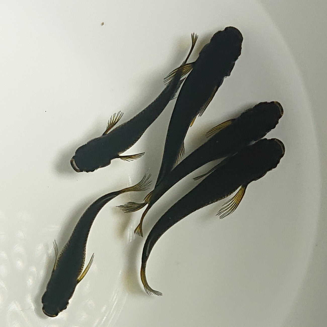 【現物】【上物】サタンイエローフィン 若魚 5匹 オス2メス3 1165