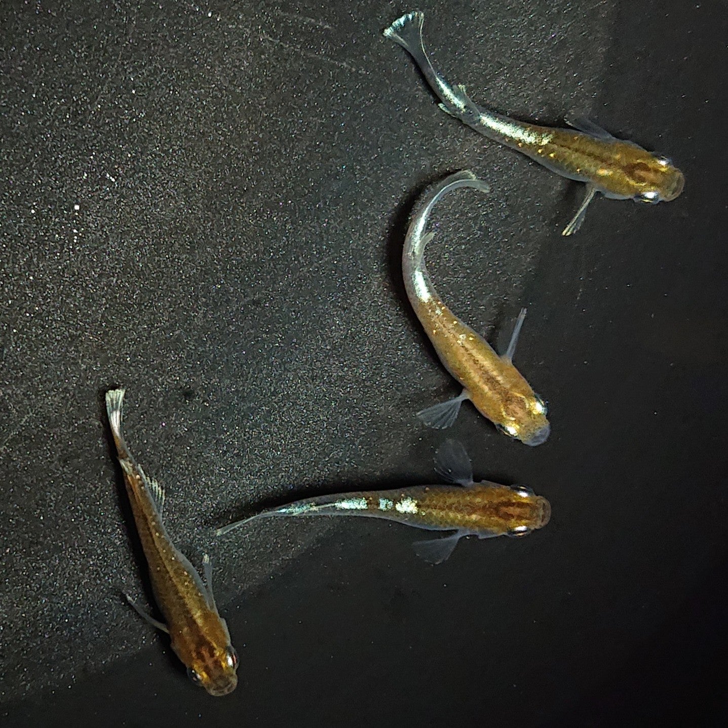 【現物】【上物】アルテミス若魚 4匹 オス1メス3 Azumaめだか様純血統F1 1175