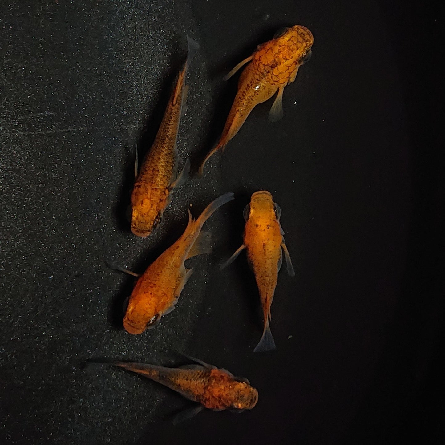 【現物】【親グレード】紅薊本だるま 5匹 オス2メス3 メス1匹ヒカリ体型 1172