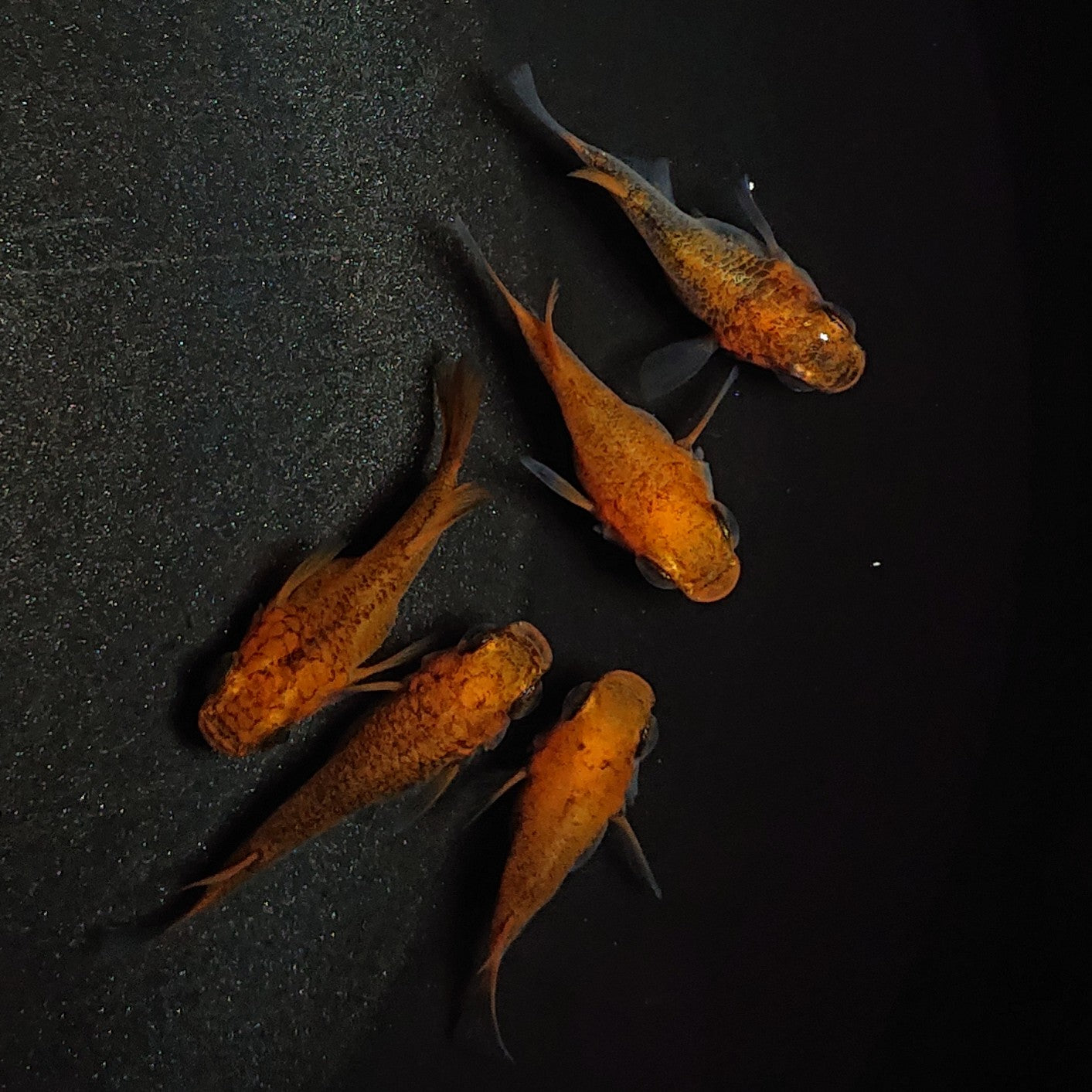 【現物】【親グレード】紅薊本だるま 5匹 オス2メス3 メス1匹ヒカリ体型 1172