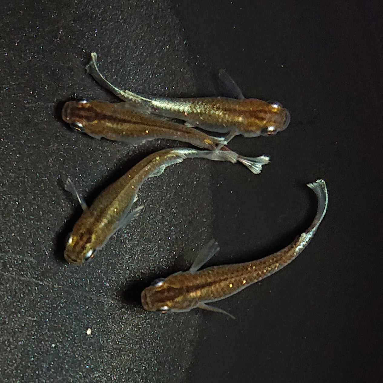 【現物】【上物】アルテミス若魚 4匹 オス1メス3 Azumaめだか様純血統F1 1178