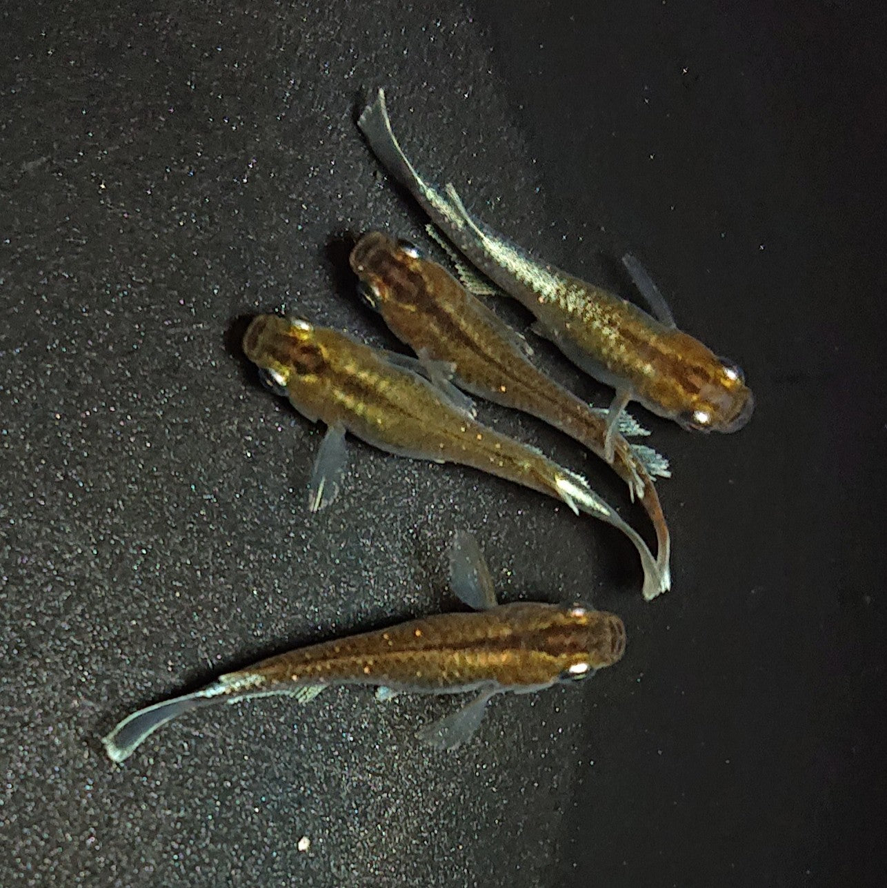 【現物】【上物】アルテミス若魚 4匹 オス1メス3 Azumaめだか様純血統F1 1178