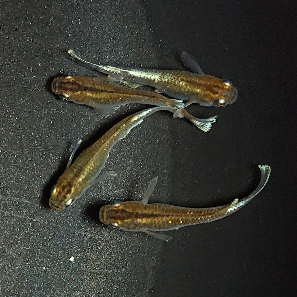 【現物】【上物】アルテミス若魚 4匹 オス1メス3 Azumaめだか様純血統F1 1178