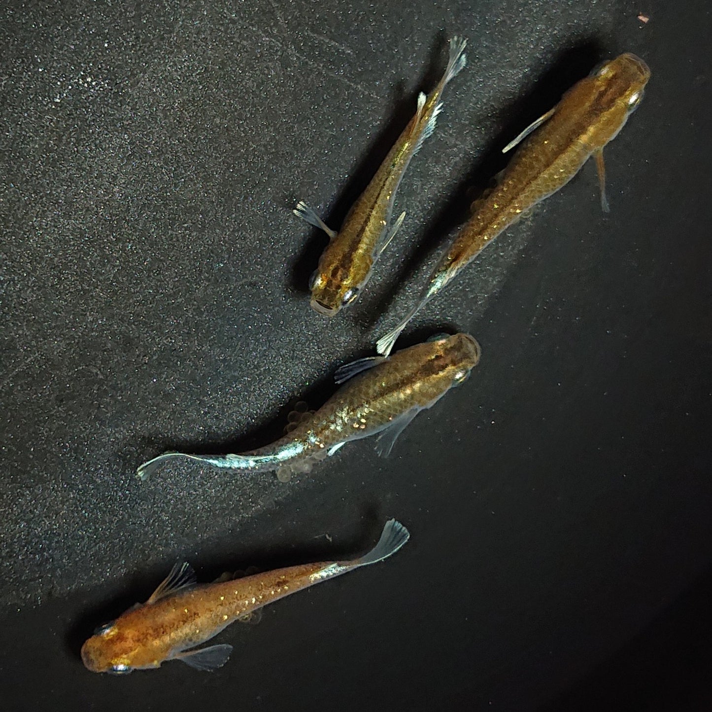 【現物】【上物】アルテミス若魚 4匹 オス1メス3 Azumaめだか様純血統F1 1189