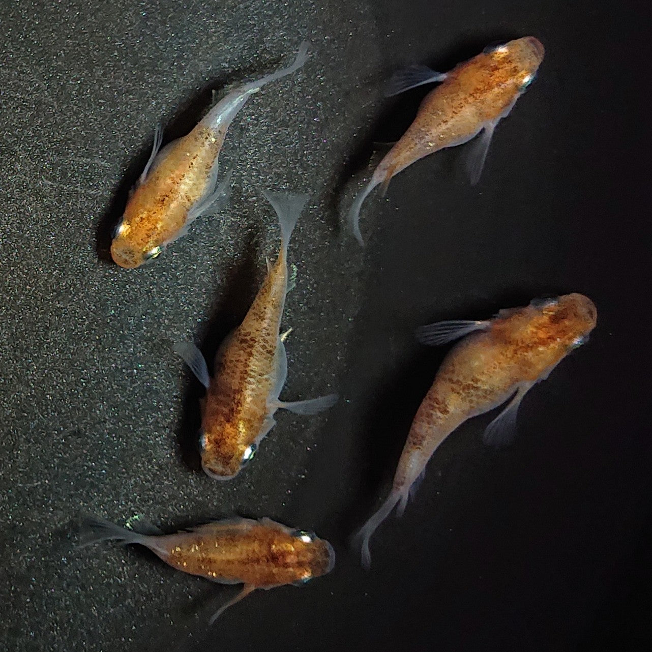 【現物】三色だるま 5匹 オス1メス4 1194
